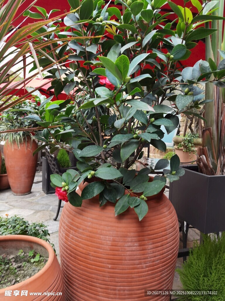 陶盆綠植營造自然氛圍