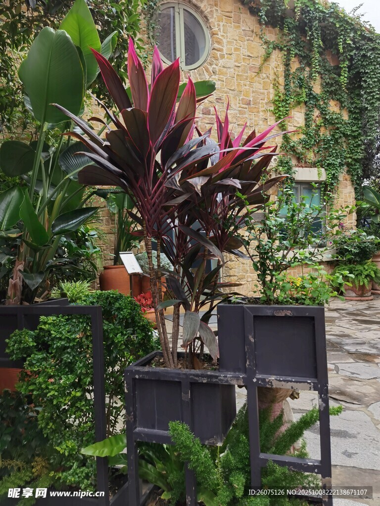 花園中的多彩植物景觀