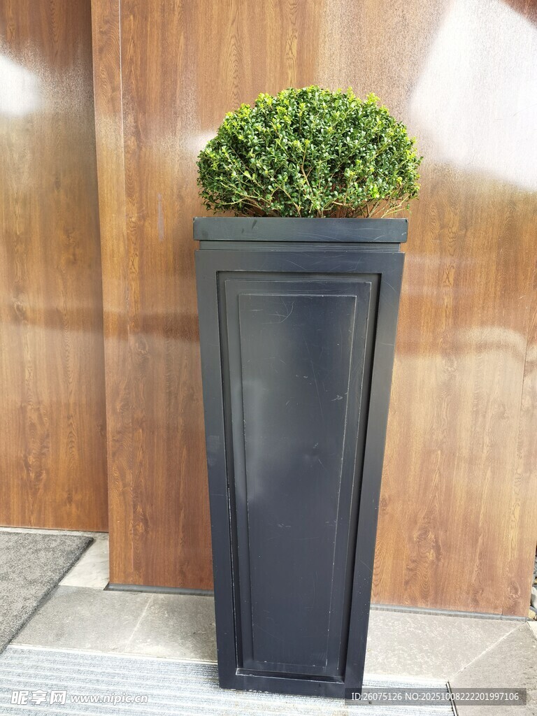 黑色花缽中的翠綠植物