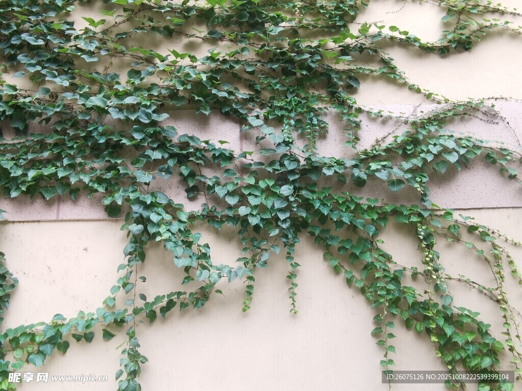 綠色藤蔓裝飾墻面植物