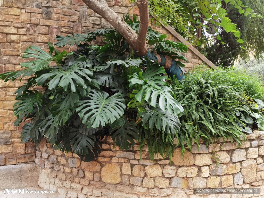 石墻邊的茂盛綠植景觀