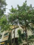 綠樹(shù)環(huán)繞的建筑景觀