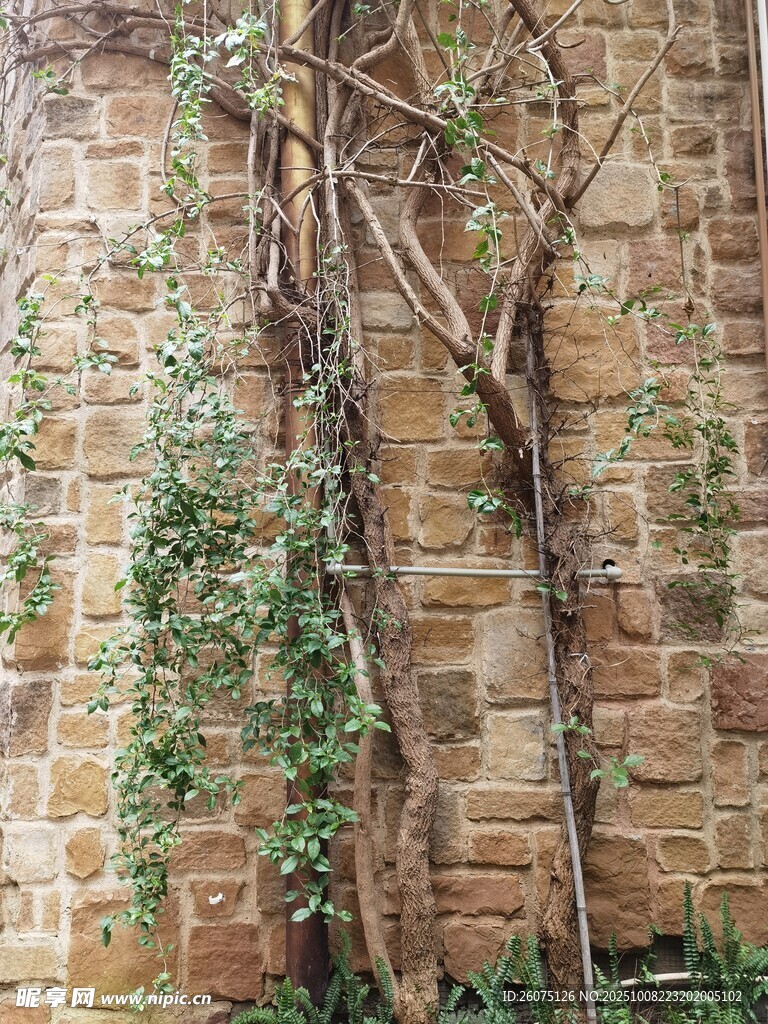 石墻上的繁茂藤蔓植物