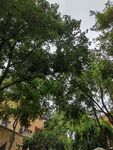綠樹(shù)成蔭的戶外景致