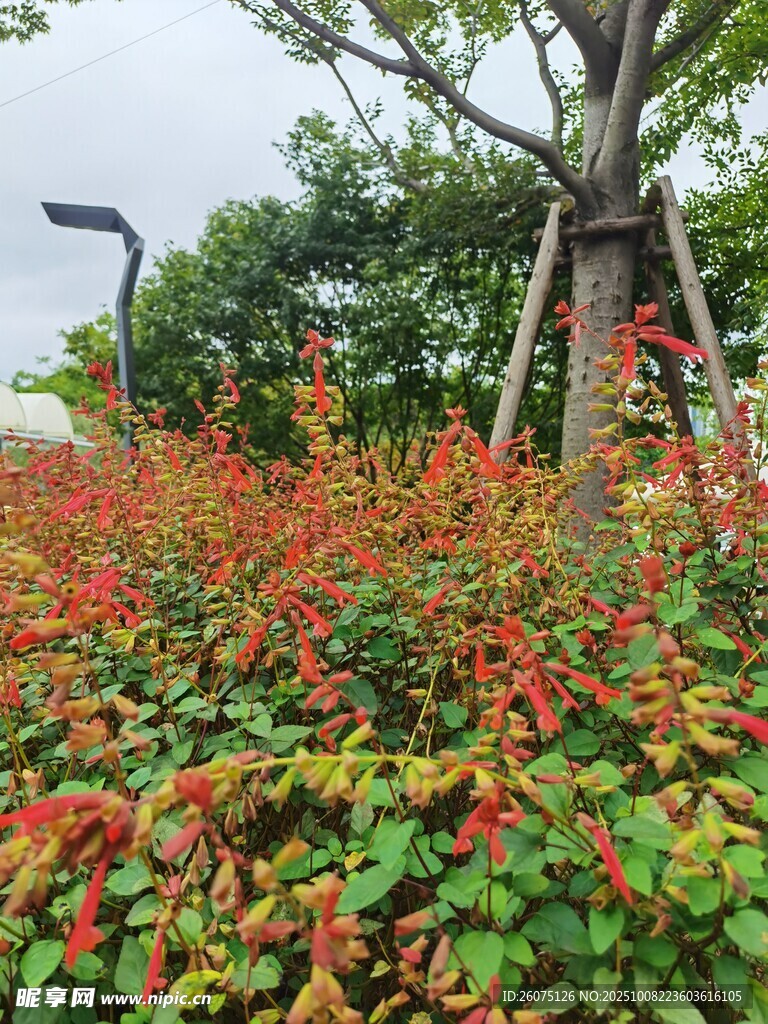 多彩植物景觀生機(jī)盎然