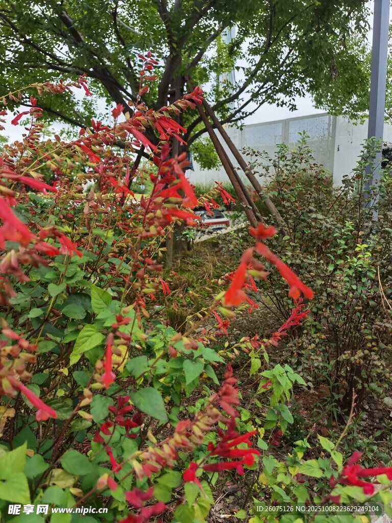 秋日紅葉綠植景觀