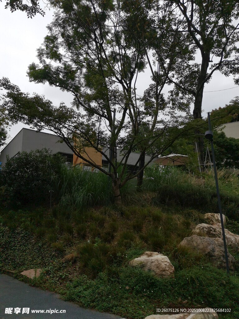 戶外自然景觀中的樹木與房屋