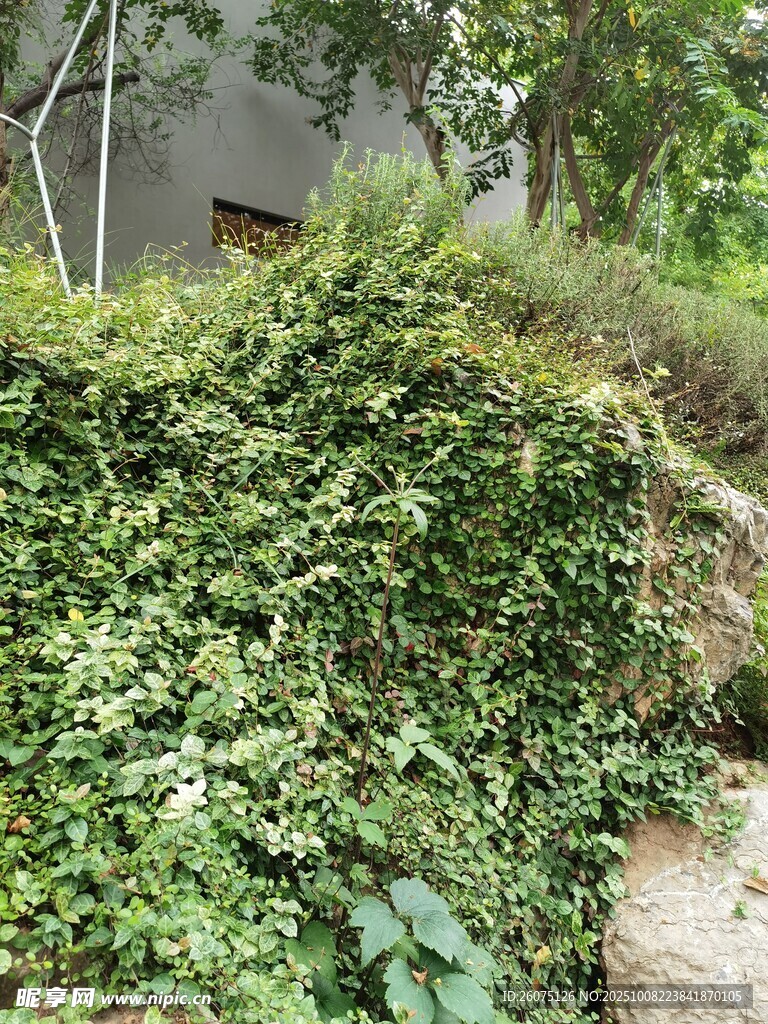 繁茂綠植覆蓋的小徑角落