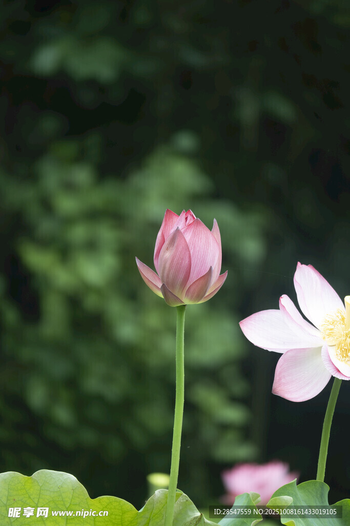 兩朵荷花綻放于綠葉間