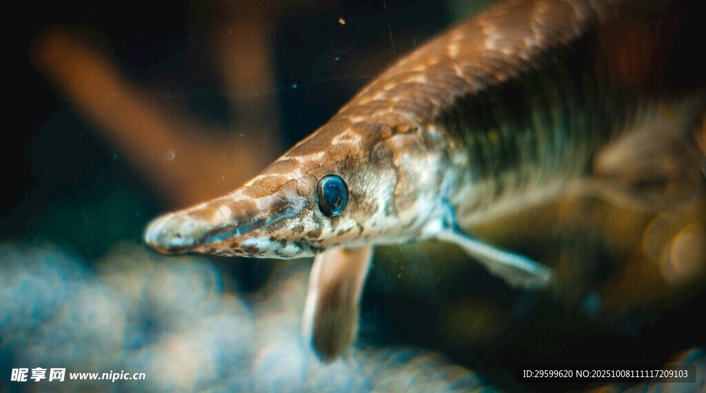 水中游弋的尖嘴魚(yú)