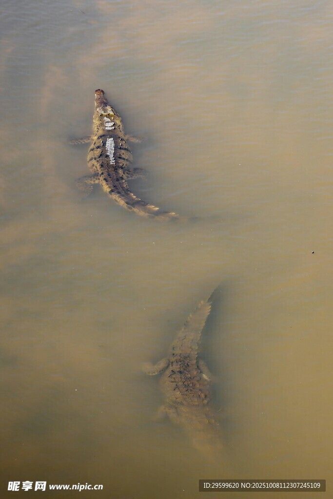 水中潛行的兩只鱷魚