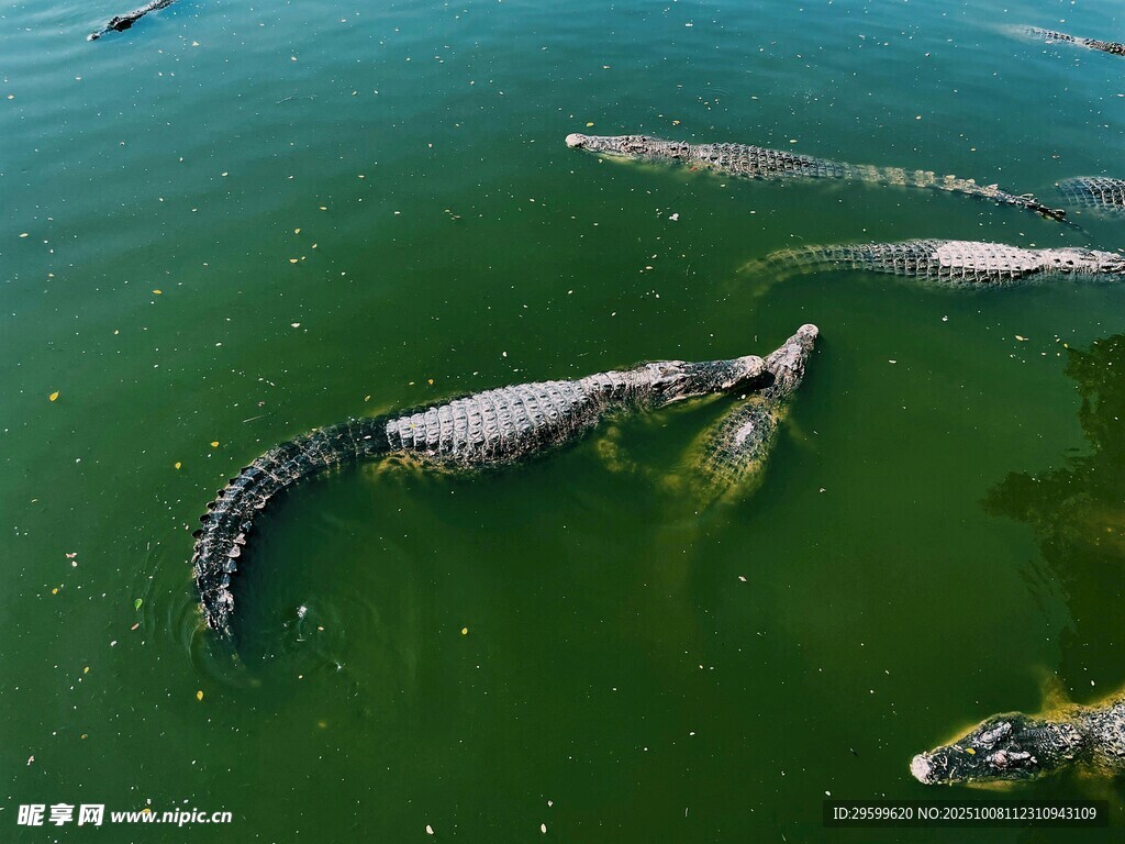 水中鱷魚群