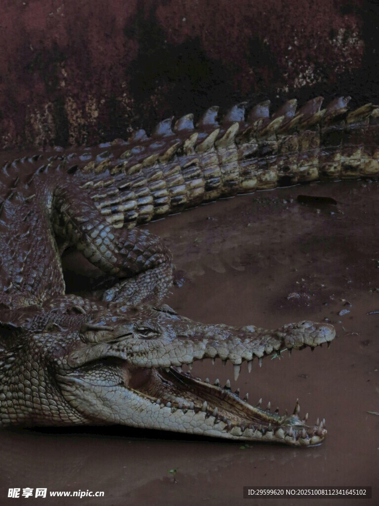 兇猛鱷魚(yú)張嘴展示鋒利牙齒