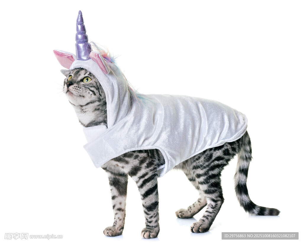 穿獨(dú)角獸服的可愛貓咪