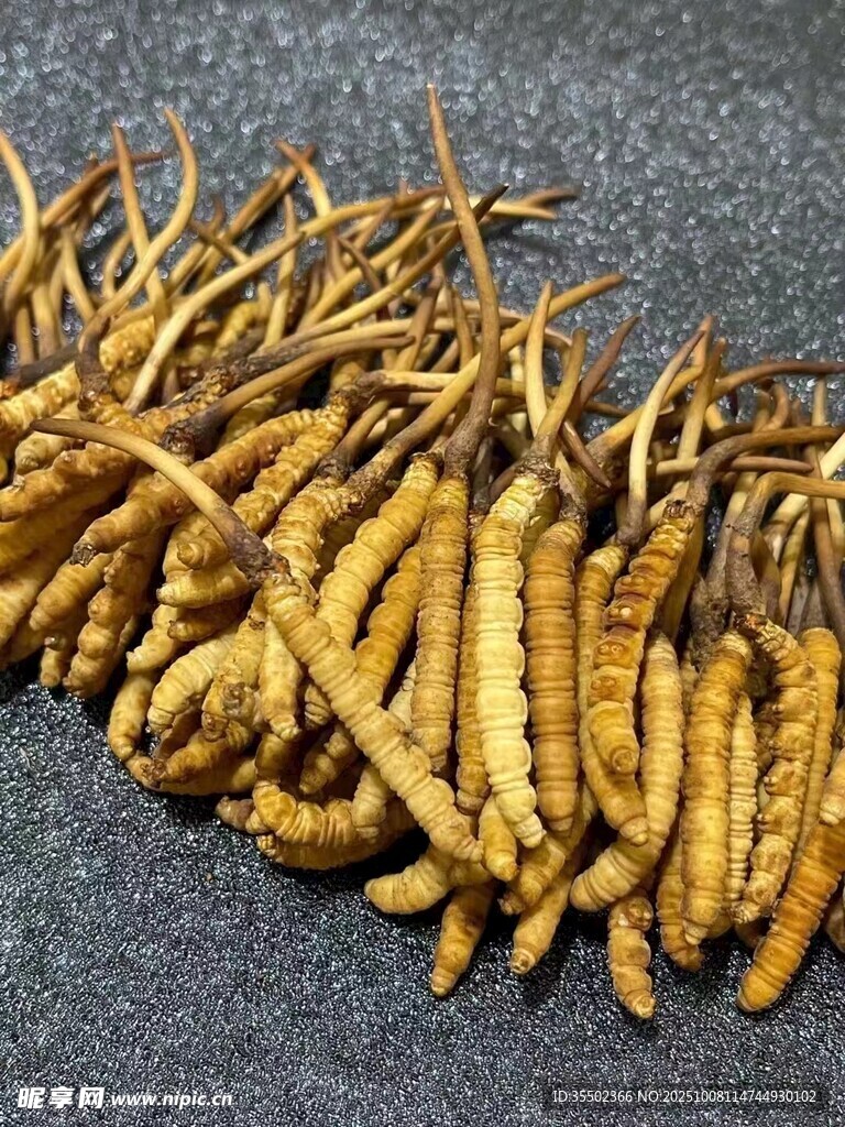 蟲草特寫