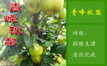 水果標(biāo)簽