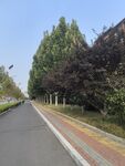 城市林蔭道路景觀