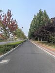 寬闊林蔭道路景色宜人