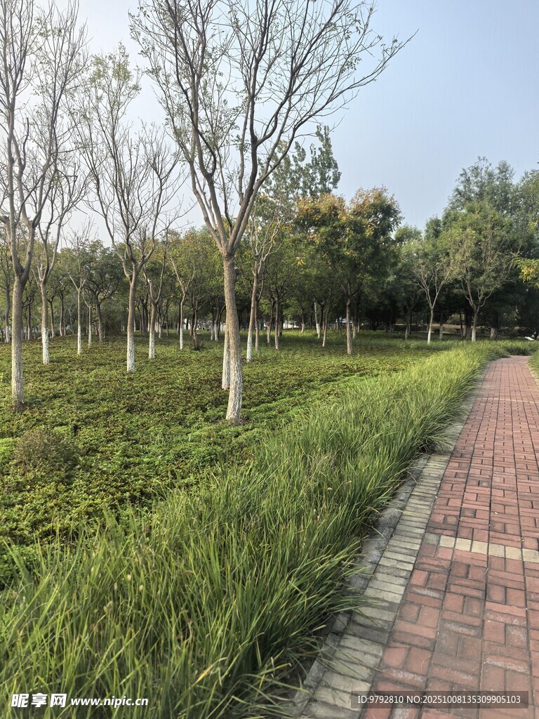 林間磚徑綠意盎然的景致