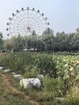 田野旁的巨型摩天輪
