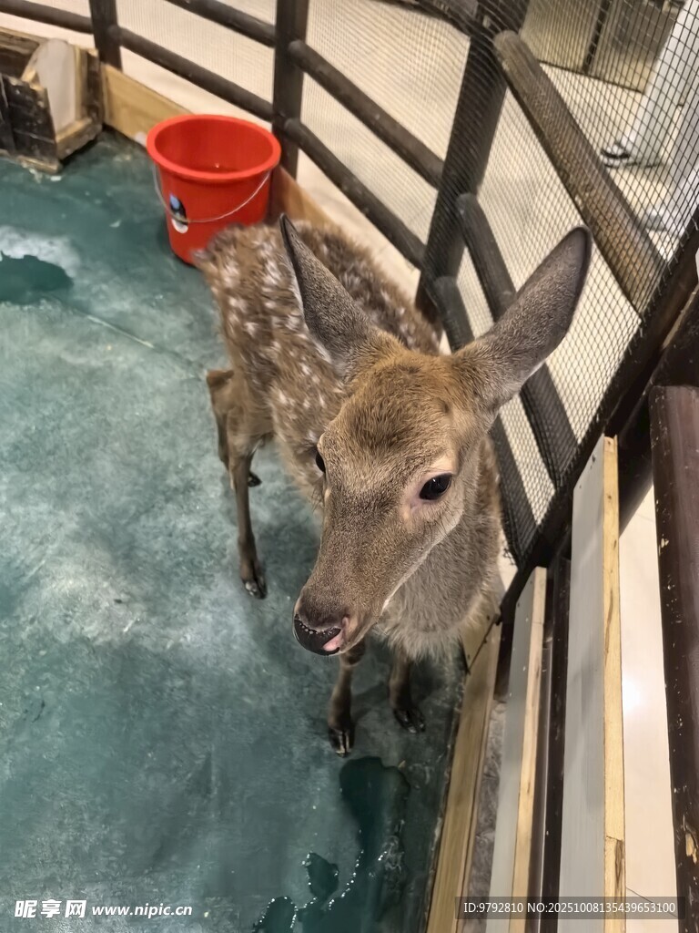 小鹿在水中的可愛瞬間