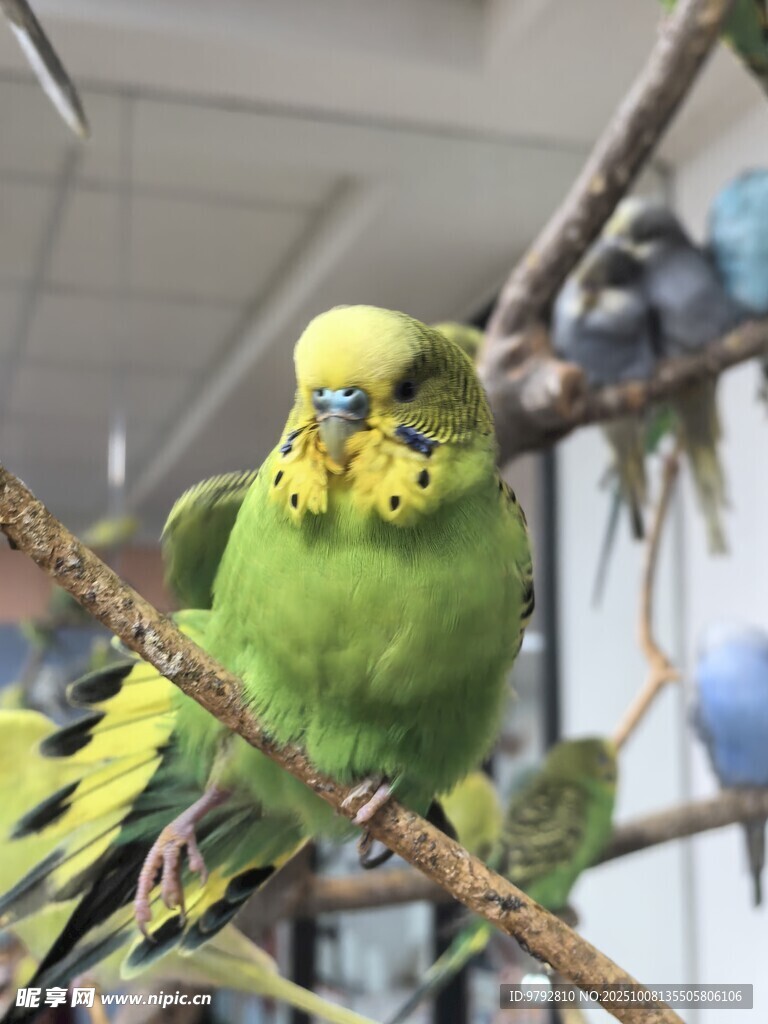 翠綠鸚鵡棲于枝頭