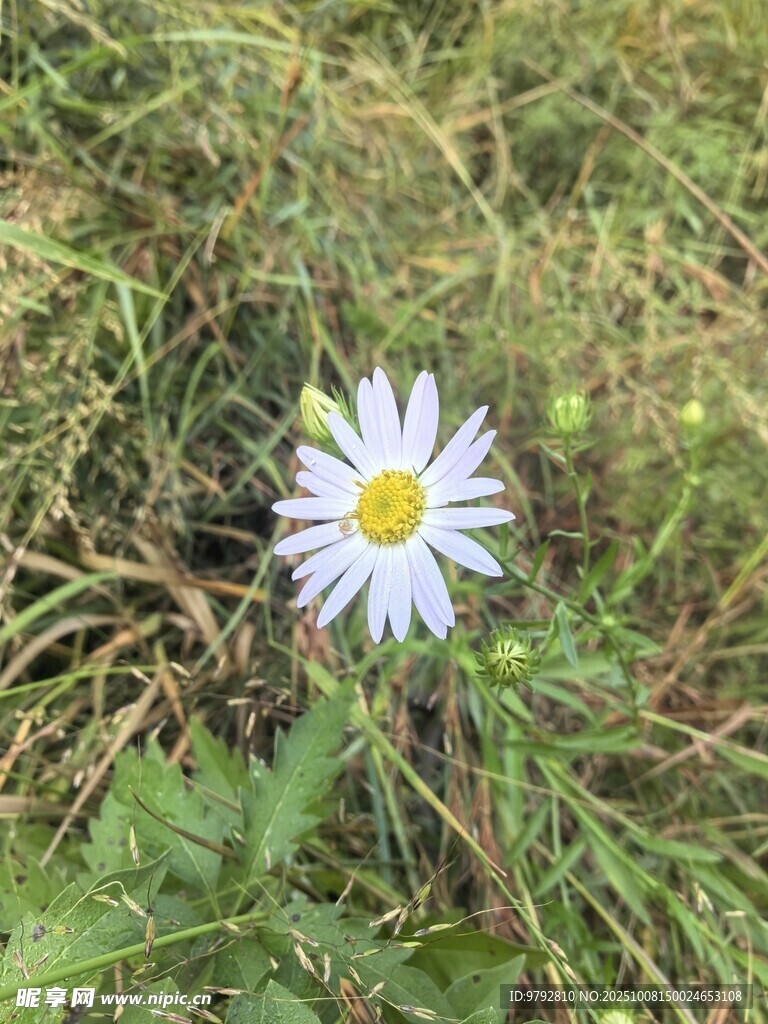 草叢中的單朵小白雛菊