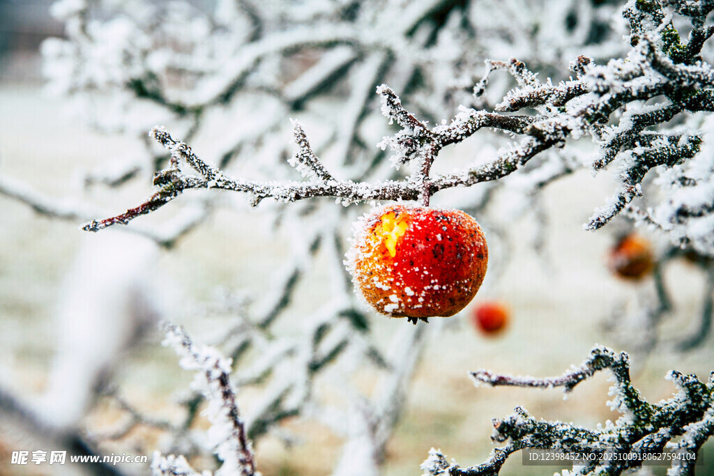 霜覆枝頭的紅果