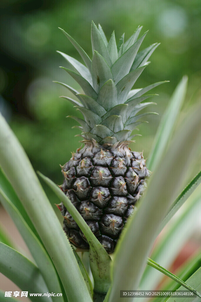 生長(zhǎng)中的新鮮菠蘿