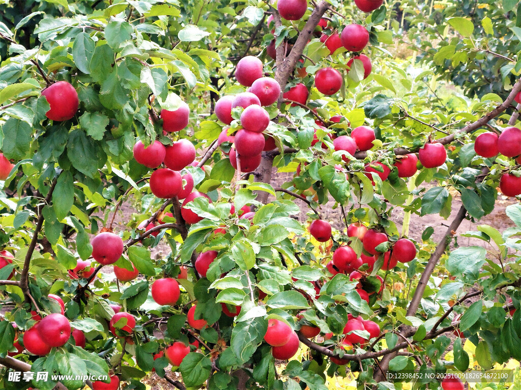 枝頭紅蘋果