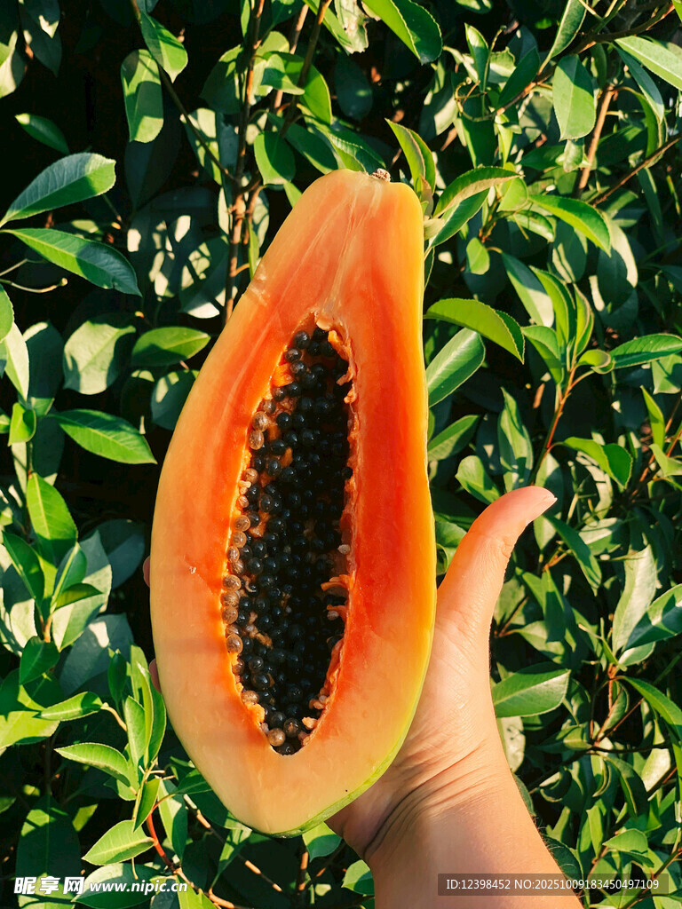 手捧切開(kāi)的新鮮紅心木瓜