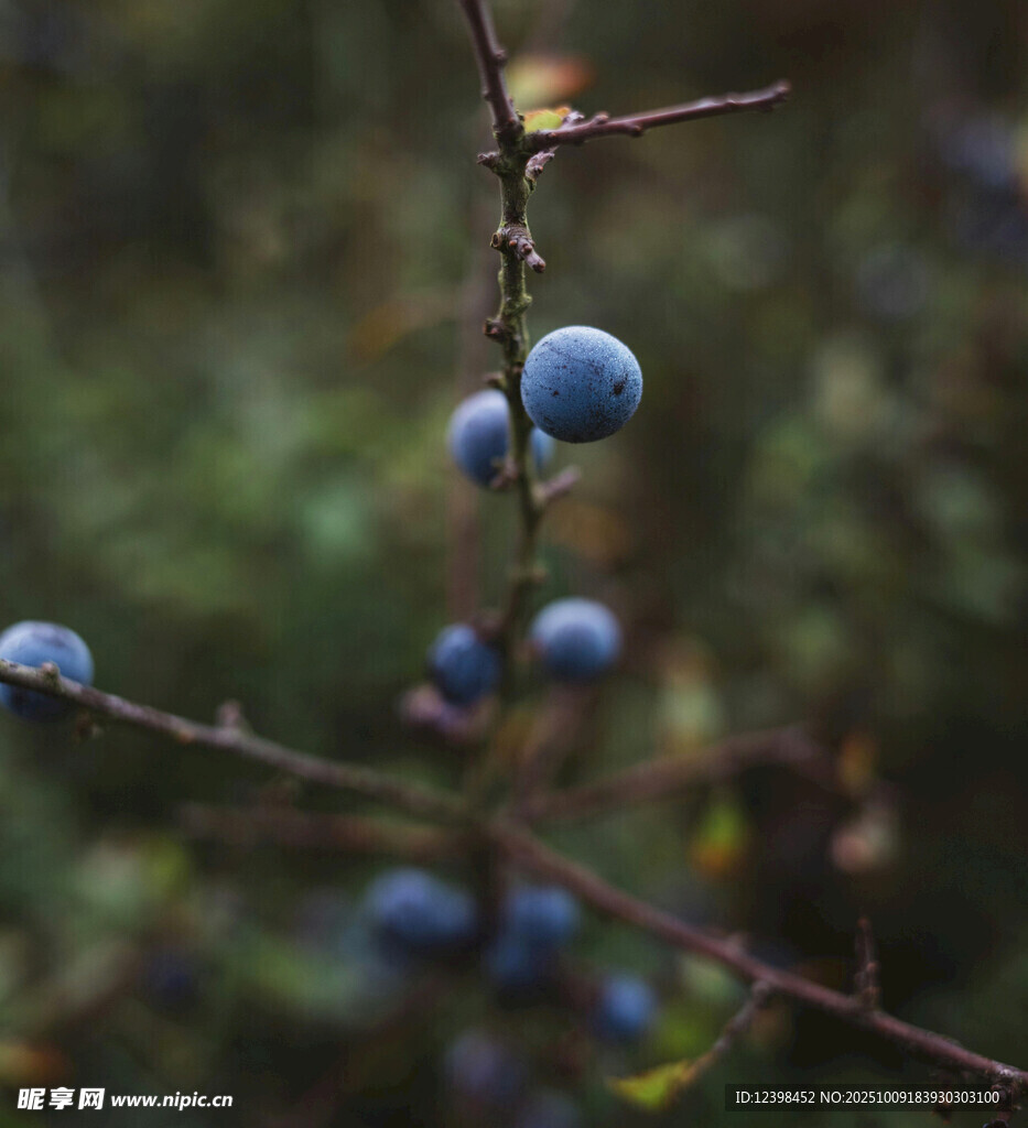 枝頭藍果