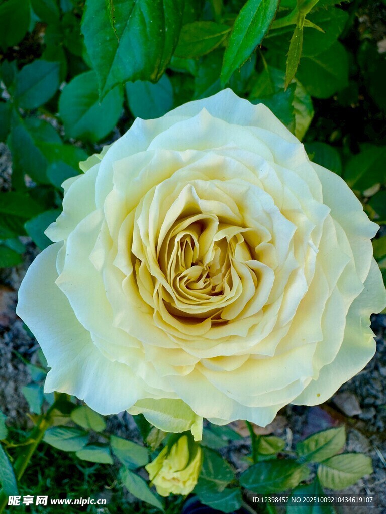 黃白色月季花特寫(xiě)