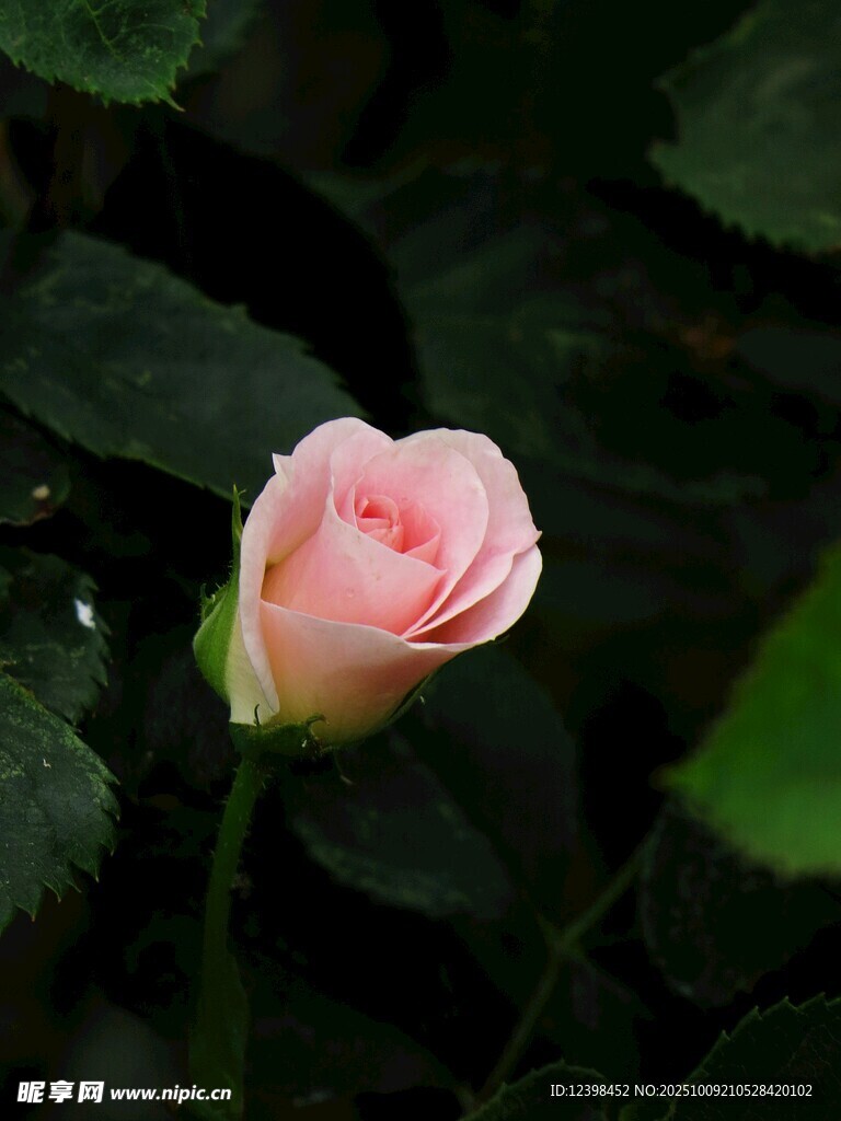 粉色單朵玫瑰綻放