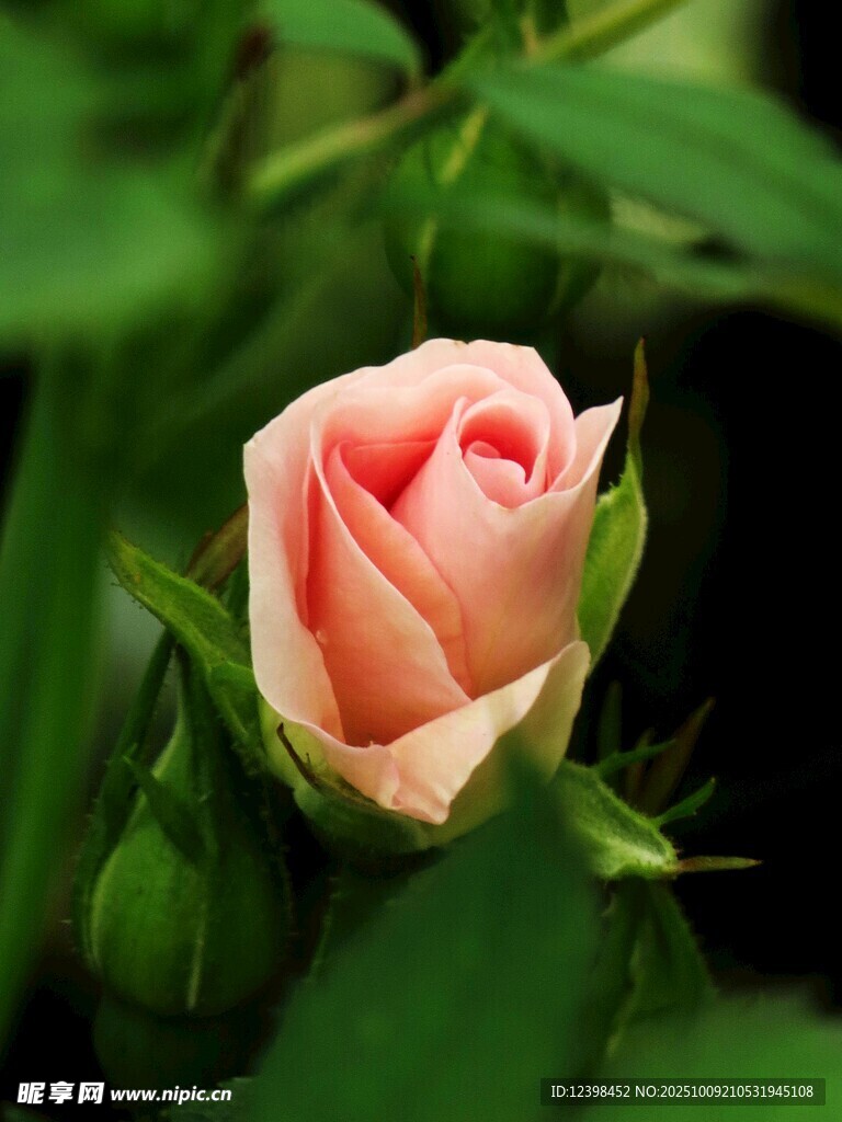 粉嫩玫瑰初綻
