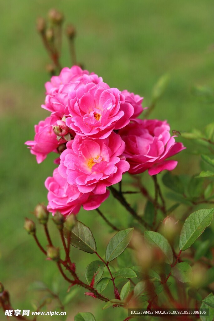 嬌艷粉色月季花綻放