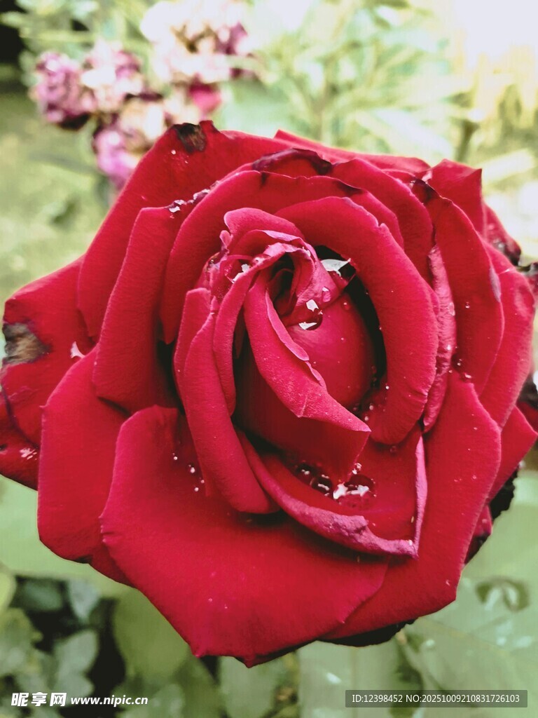 嬌艷紅玫瑰