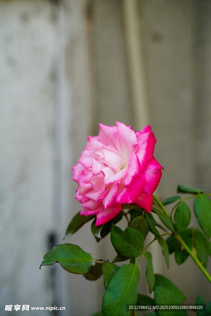 嬌艷粉色月季花
