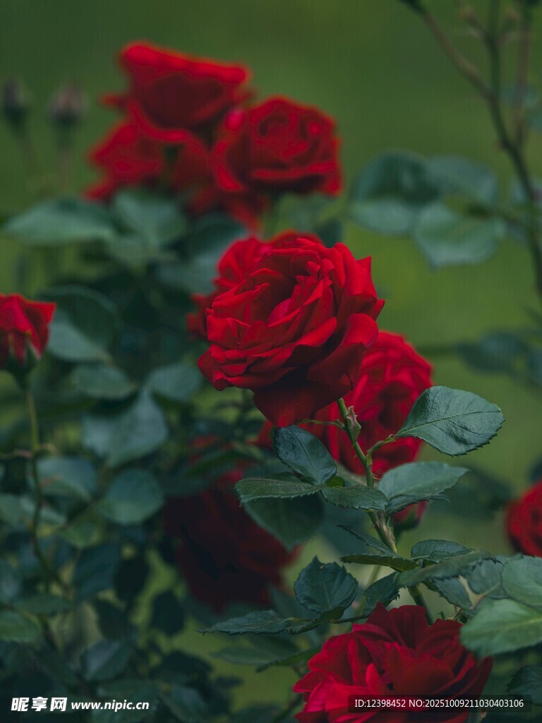 嬌艷紅玫瑰綻放于綠葉間