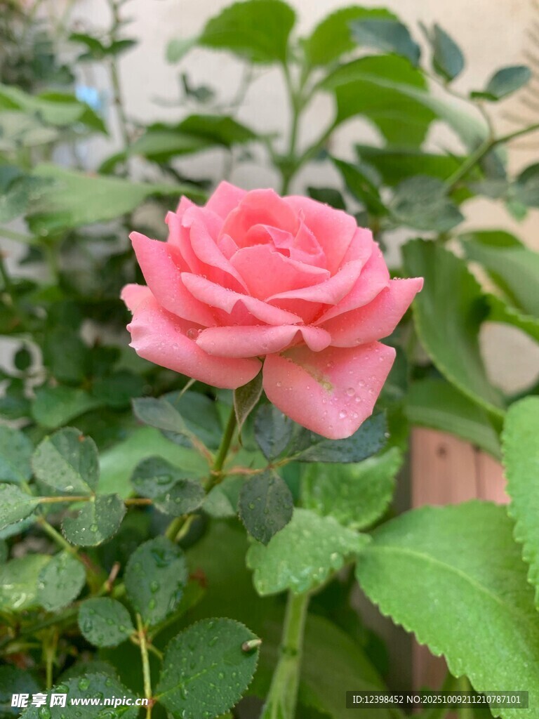 嬌艷粉色月季花