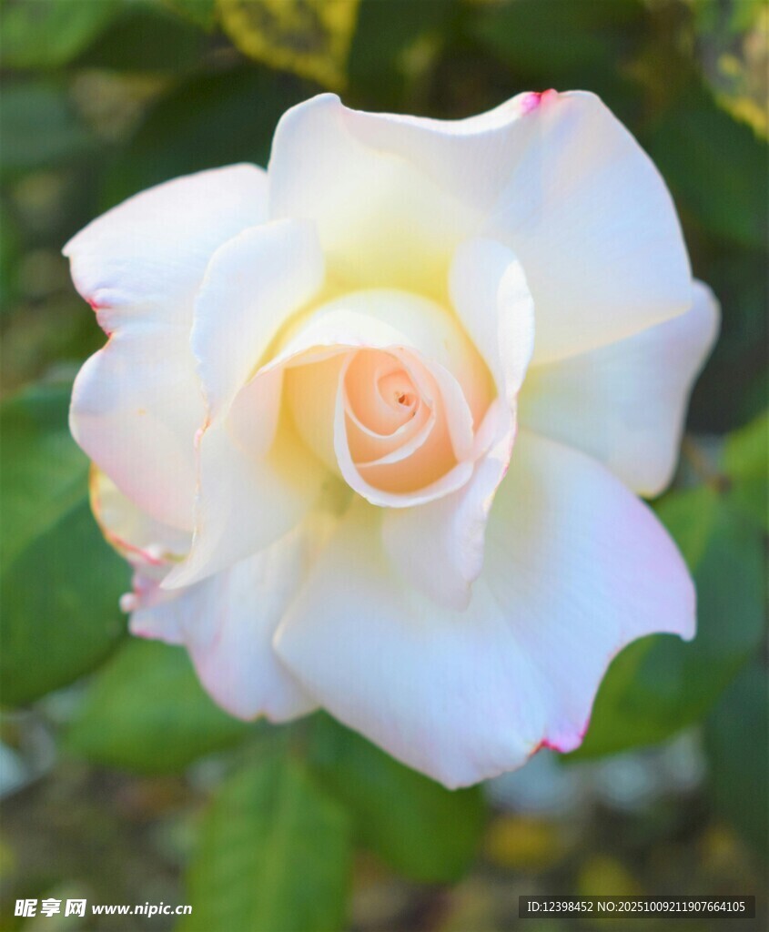 白色嬌艷月季花特寫
