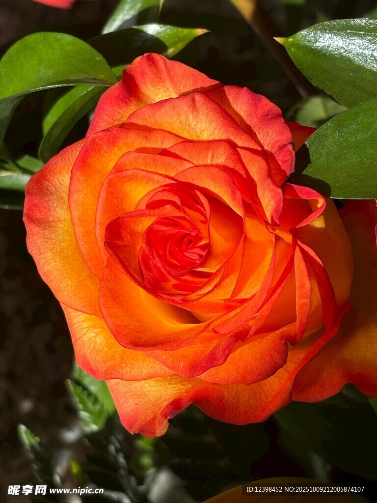 橙紅色嬌艷玫瑰