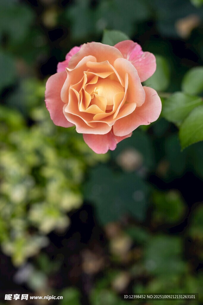 嬌艷粉橘色單朵月季花