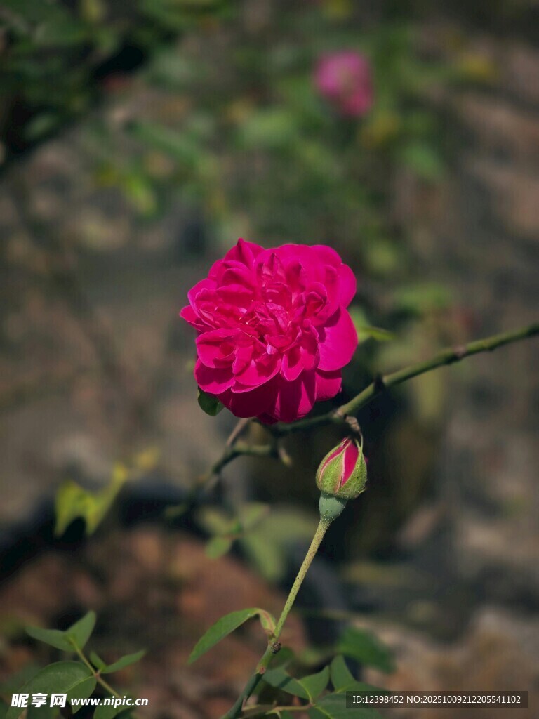 嬌艷紅玫瑰綻放于綠野