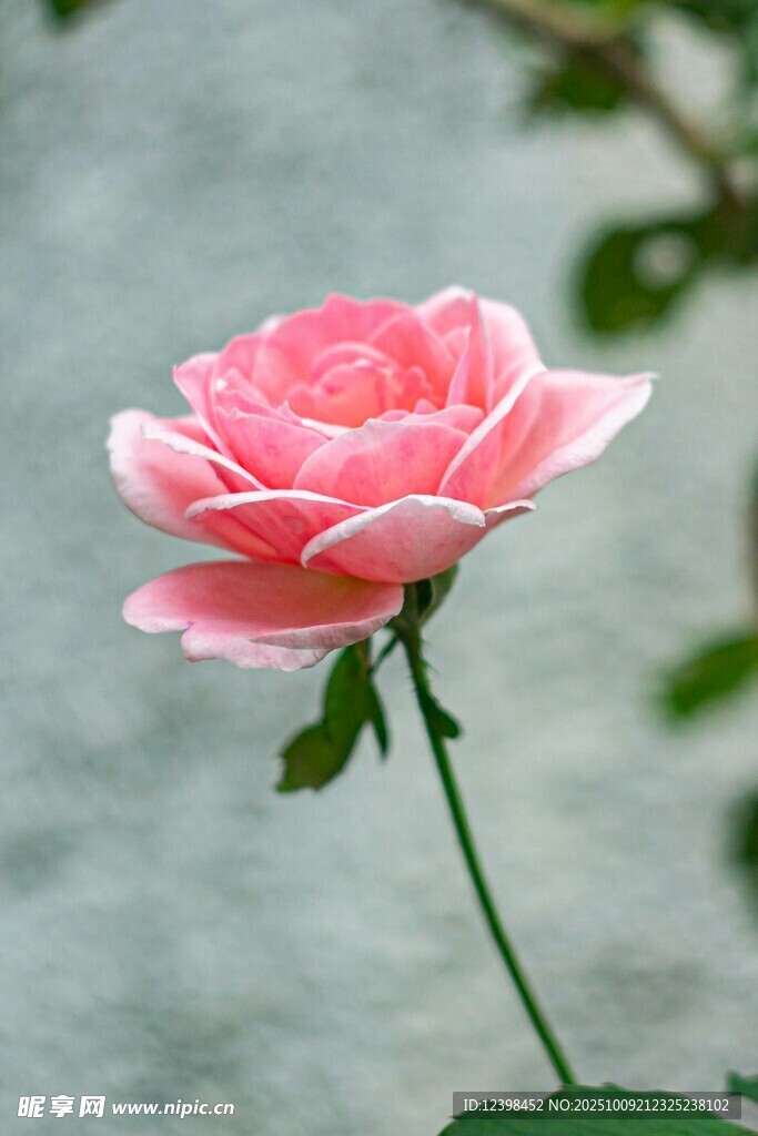 嬌艷粉色月季花