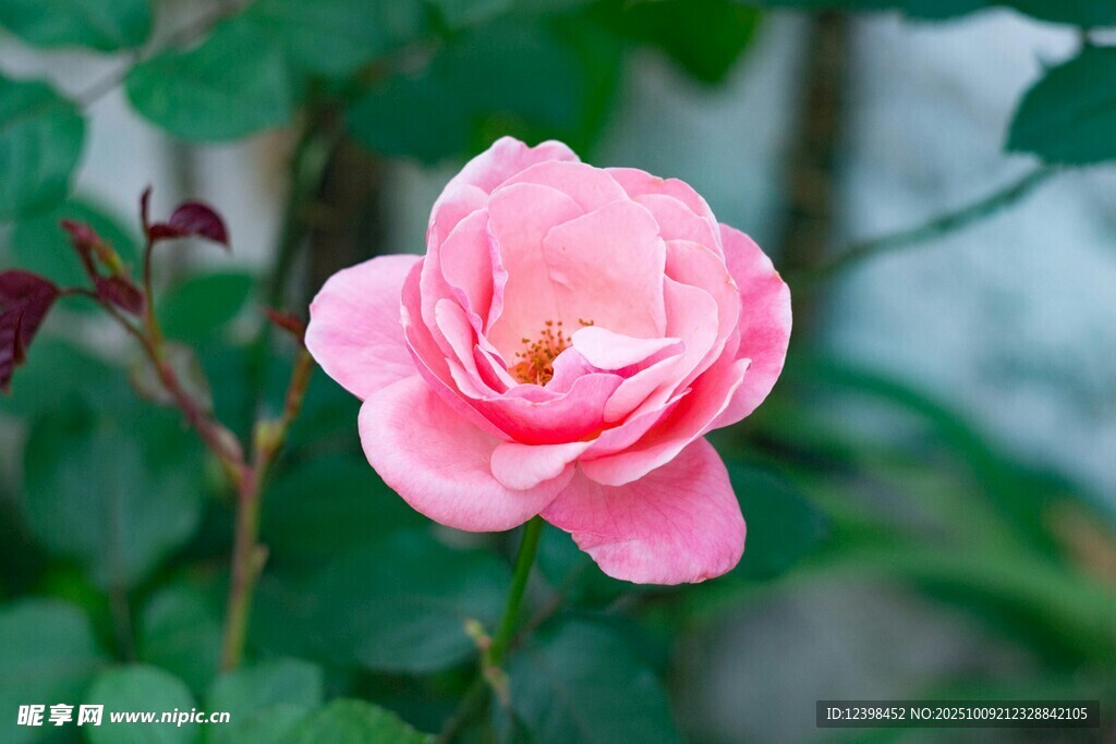 嬌艷粉色月季花綻放