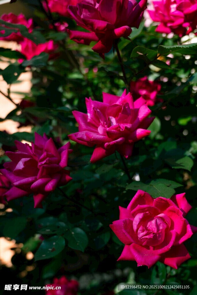 嬌艷綻放的玫紅色月季花