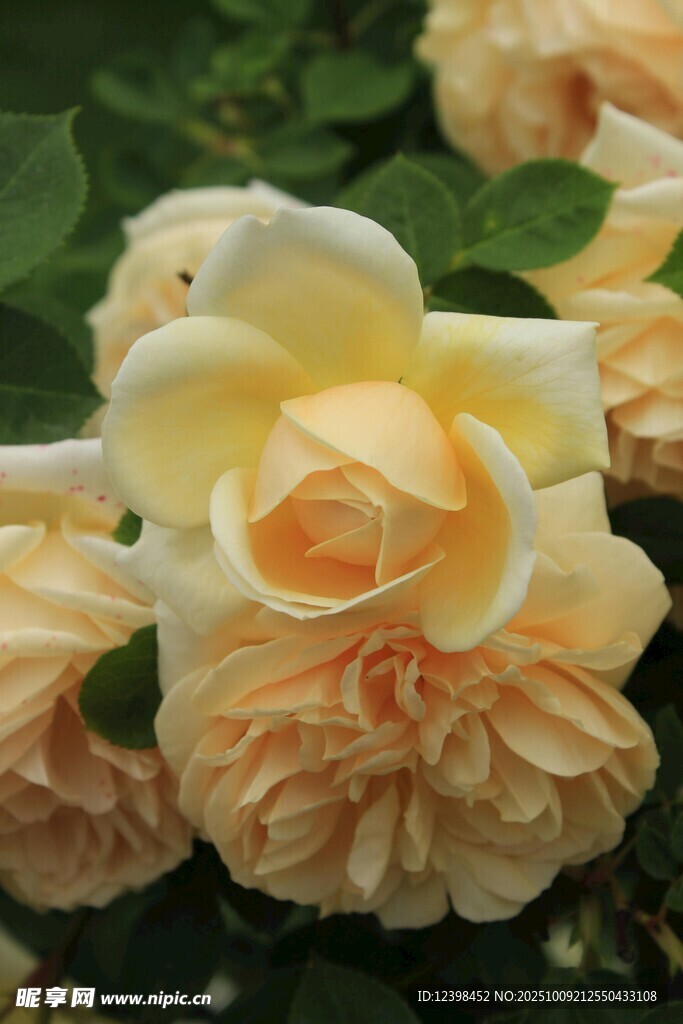 淡黃色柔美綻放的月季花