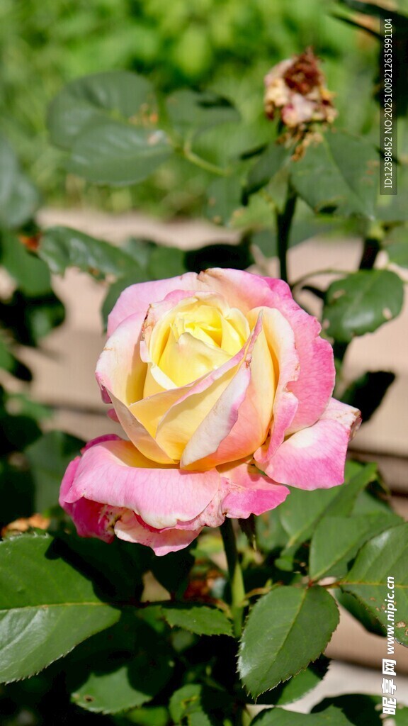 雙色嬌艷月季花