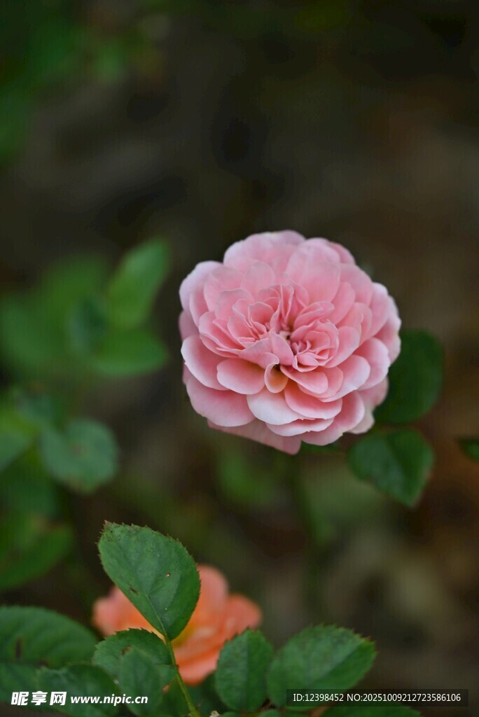 嬌艷粉色薔薇花